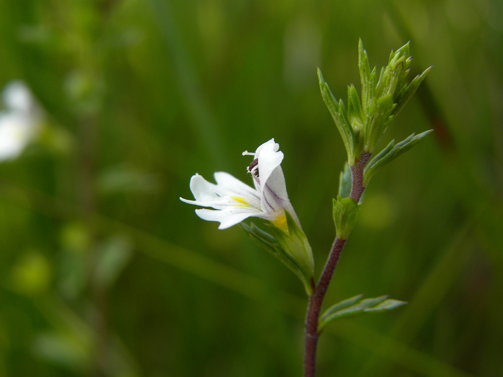Euphrasia marchesettii / Eufrasia di Marchesetti