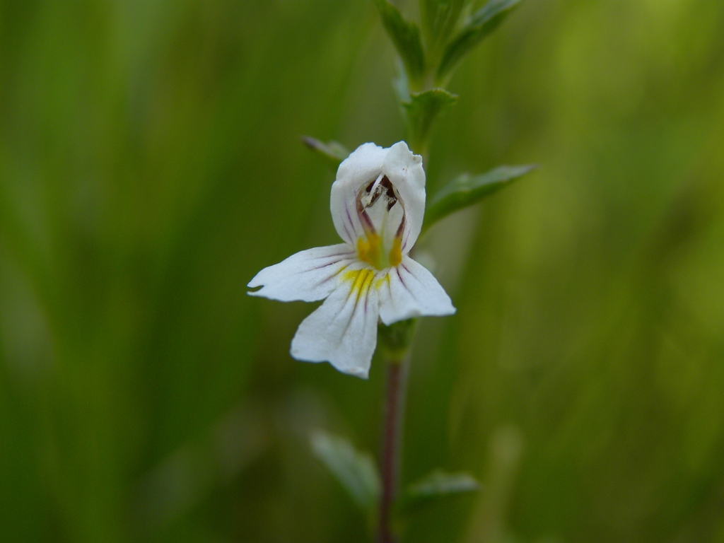 Euphrasia marchesettii / Eufrasia di Marchesetti