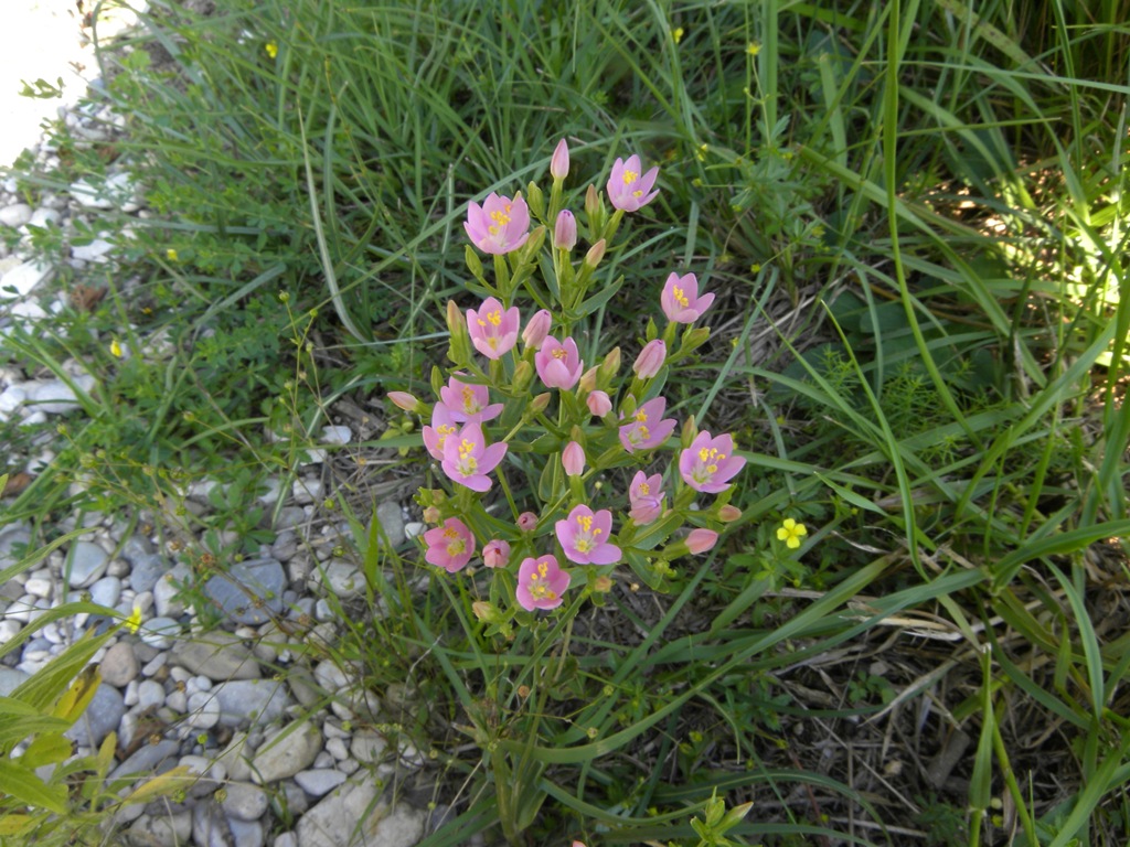 Centaurium erythraea / Centauro maggiore