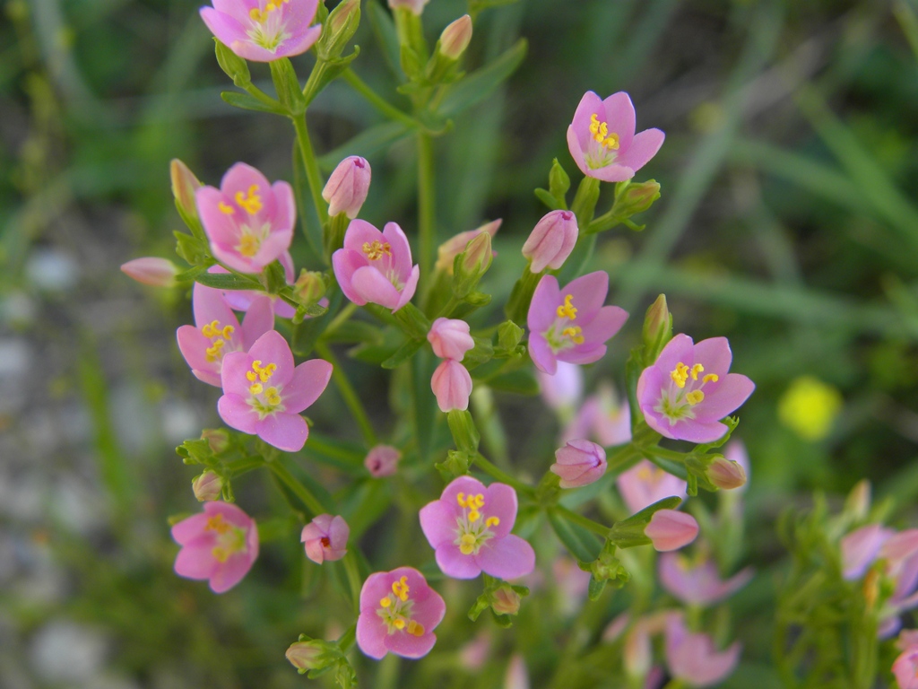 Centaurium erythraea / Centauro maggiore