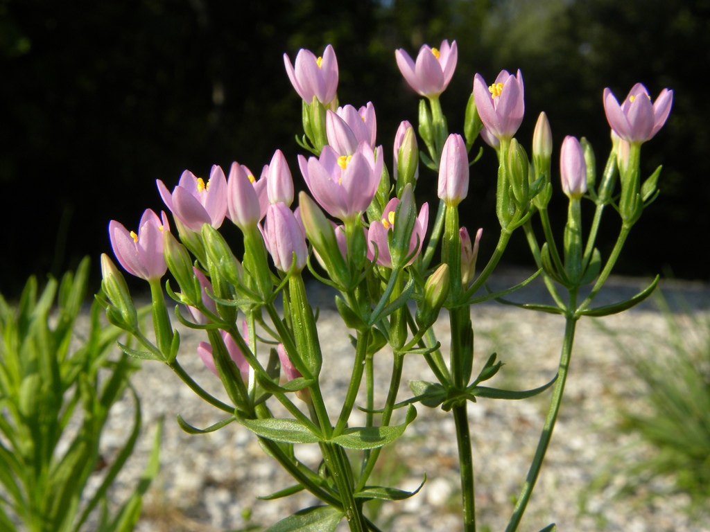 Centaurium erythraea / Centauro maggiore