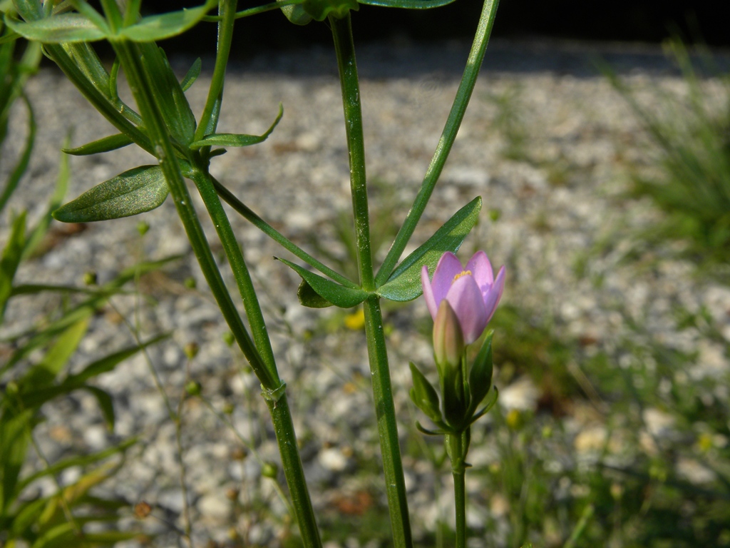 Centaurium erythraea / Centauro maggiore