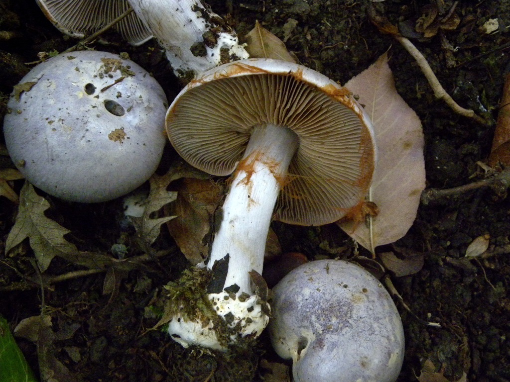 Quale Cortinarius?