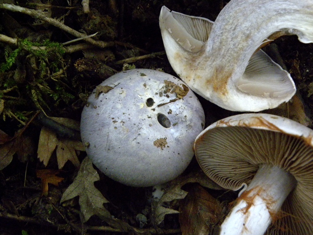 Quale Cortinarius?