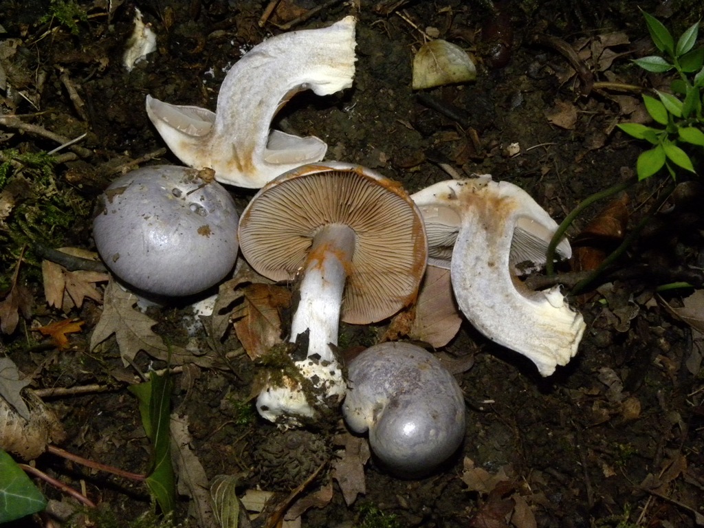 Quale Cortinarius?
