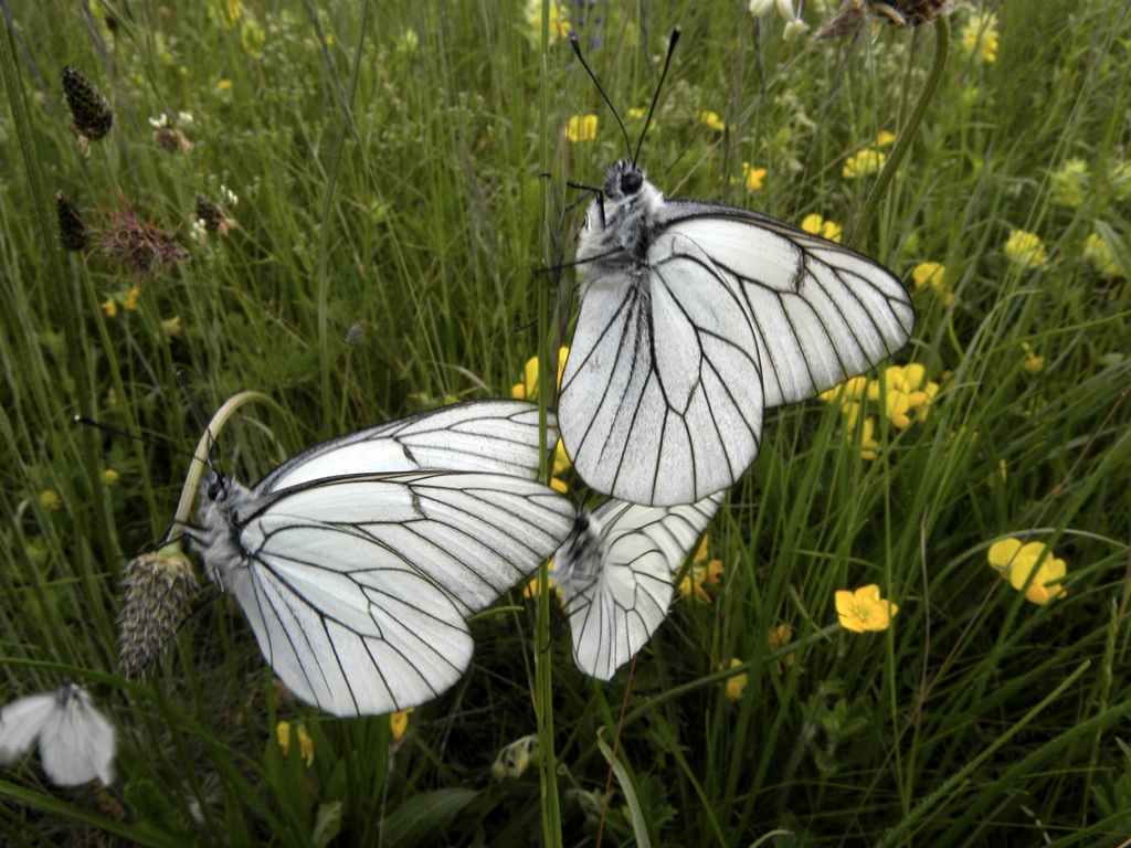 Aporia crataegi (Pieride del biancospino)