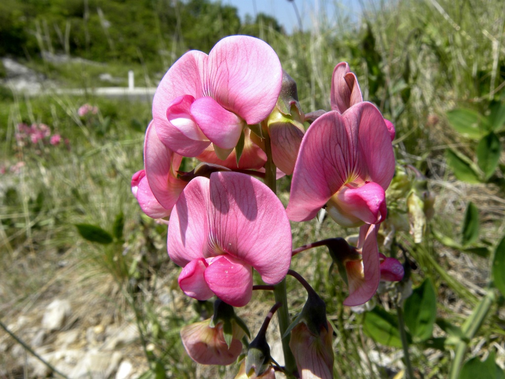Lathyrus clymenum / Cicerchia porporina