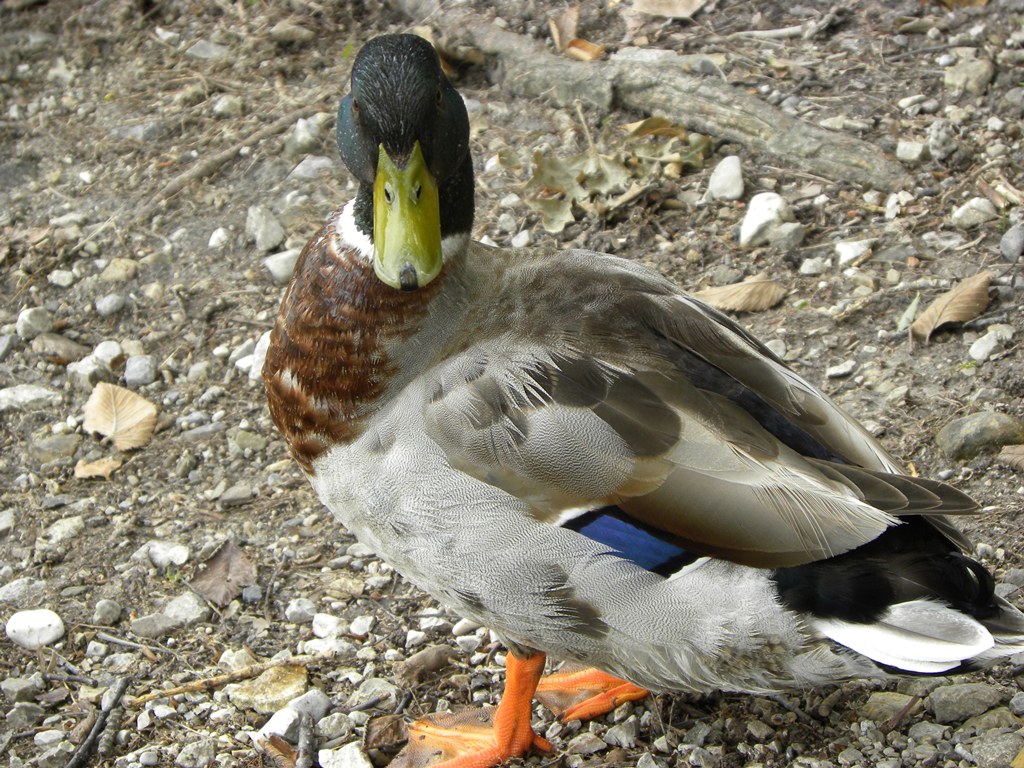Giovani germani reali.
