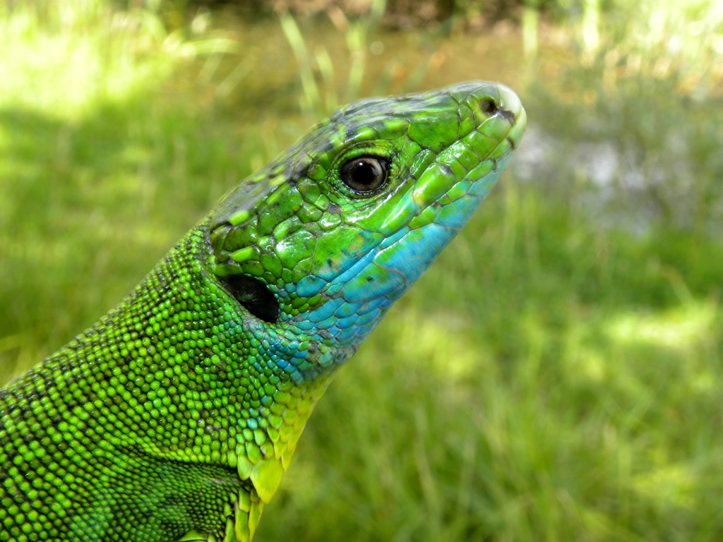 Ramarro