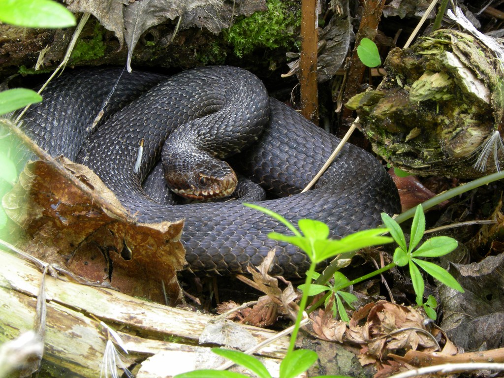 Vipera berus?
