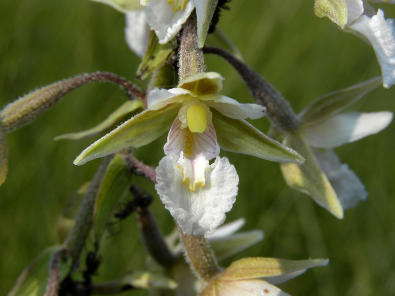 Epipactis palustris (L.) Crantz