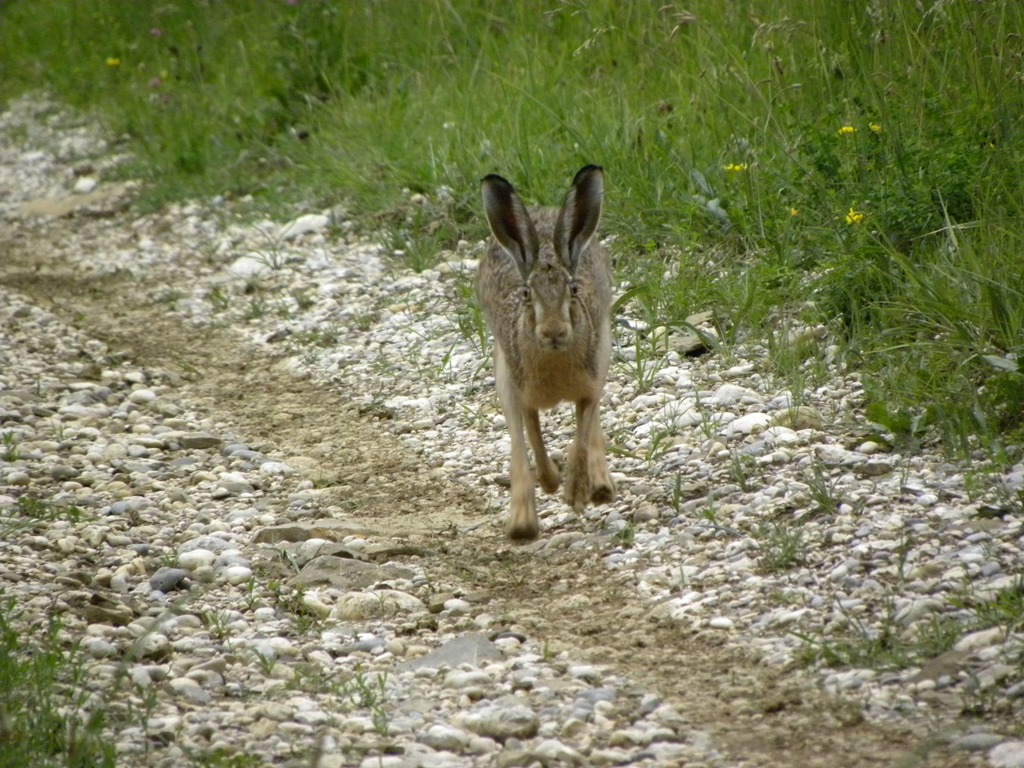 Lepus europaeus - Prepotto (UD)