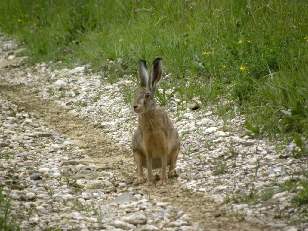 Lepus europaeus - Prepotto (UD)