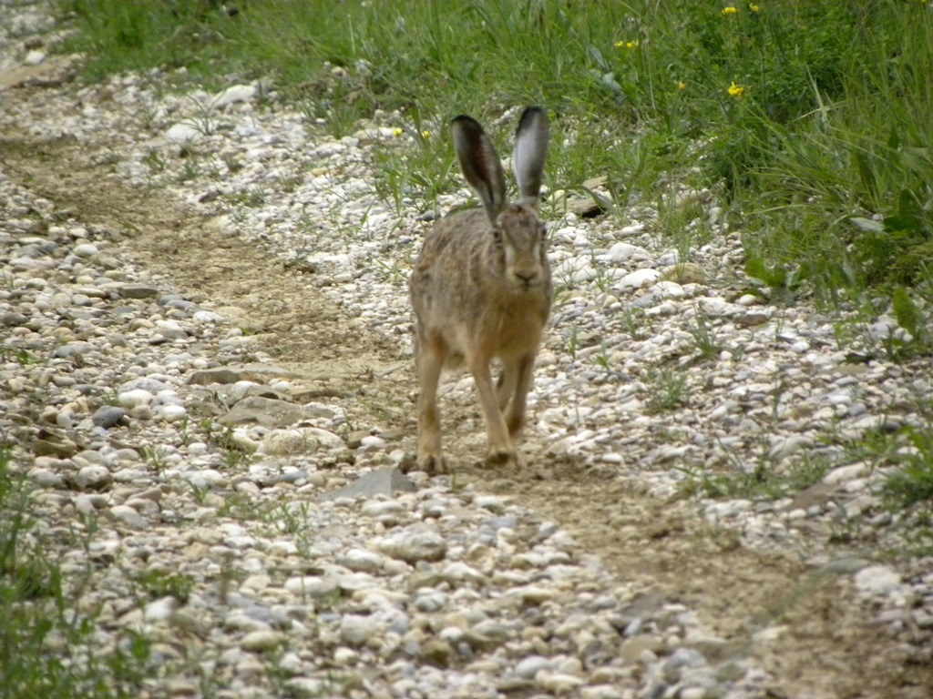 Lepus europaeus - Prepotto (UD)