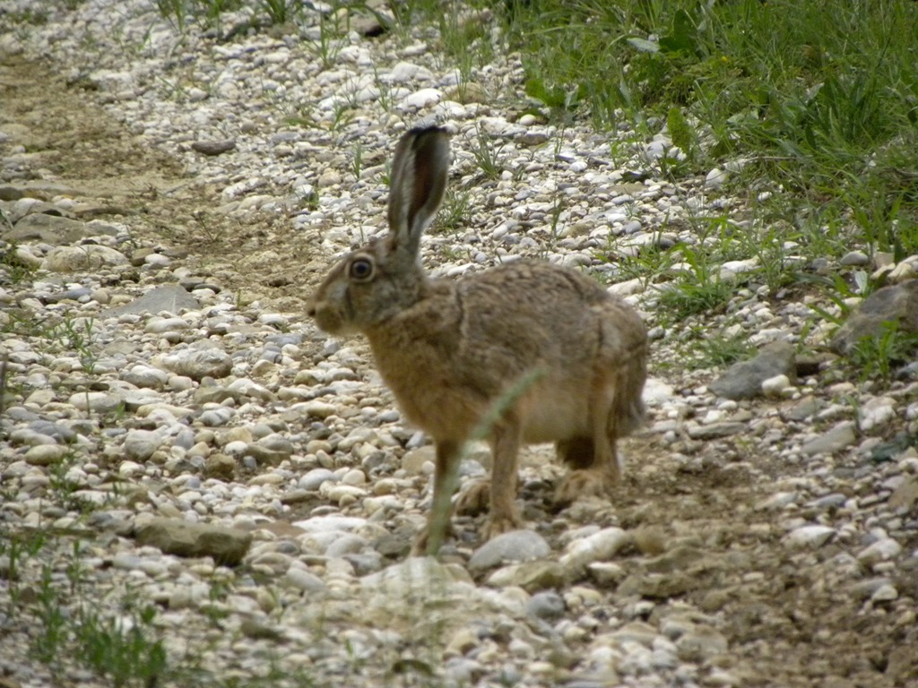 Lepus europaeus - Prepotto (UD)