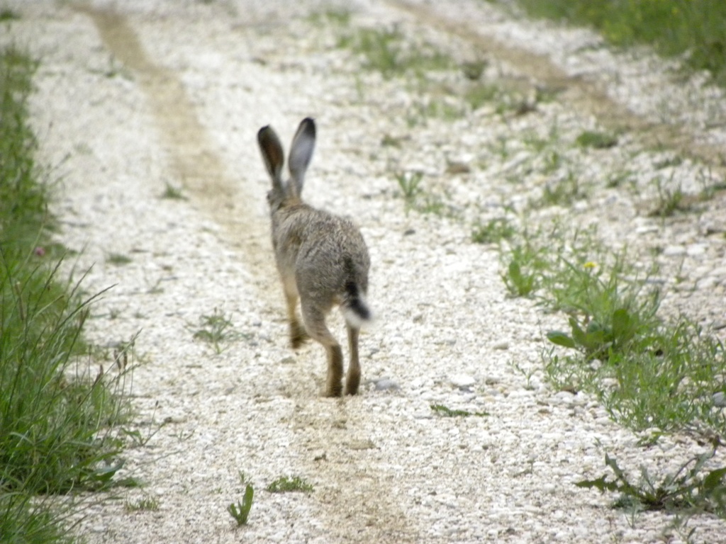 Lepus europaeus - Prepotto (UD)