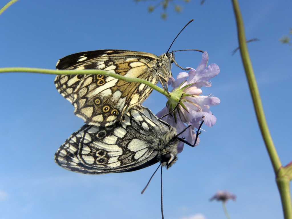 Malanargia galathea