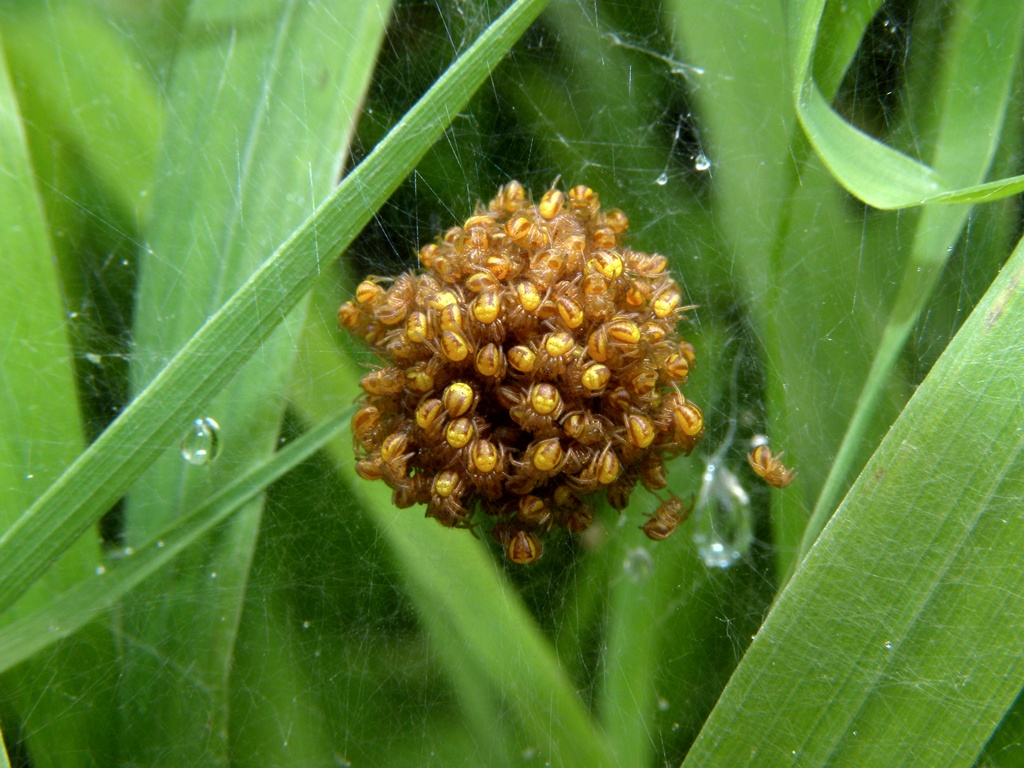 Due domande: una facile; l''altra meno (nidiata di Araneidae)
