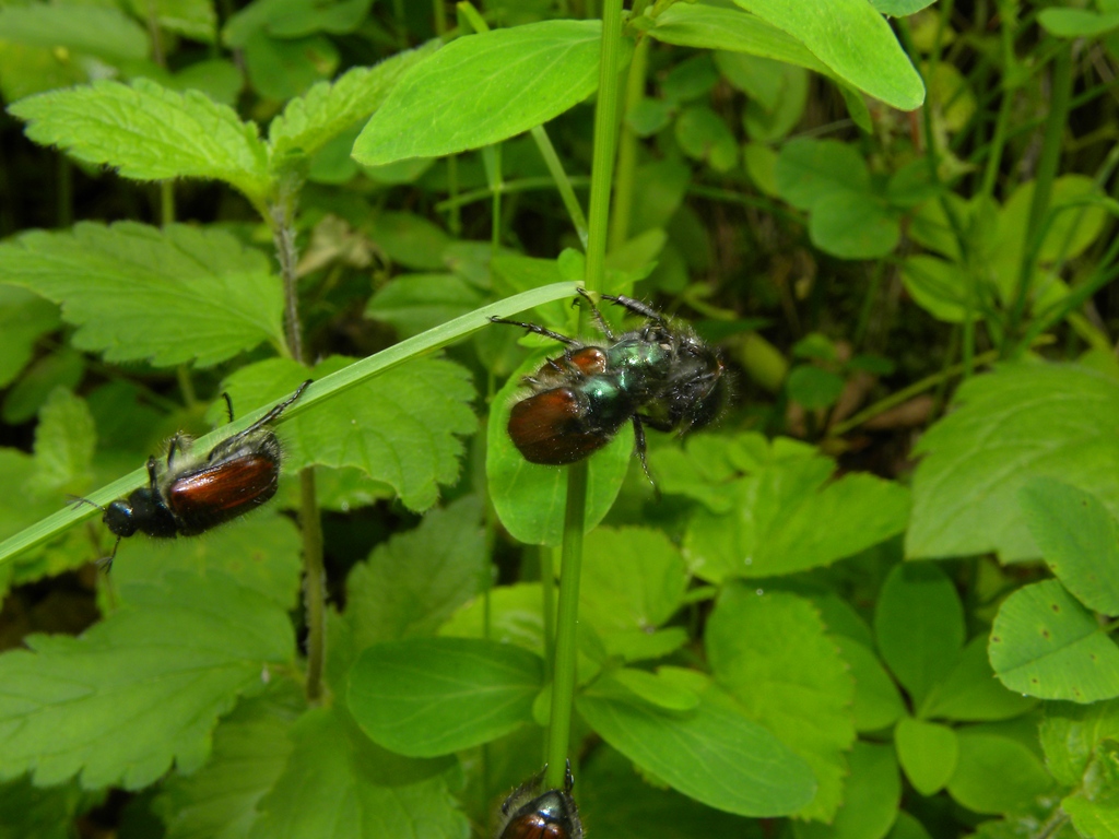 Un''ammucchiata di Phyllopertha horticola (Rutelidae)