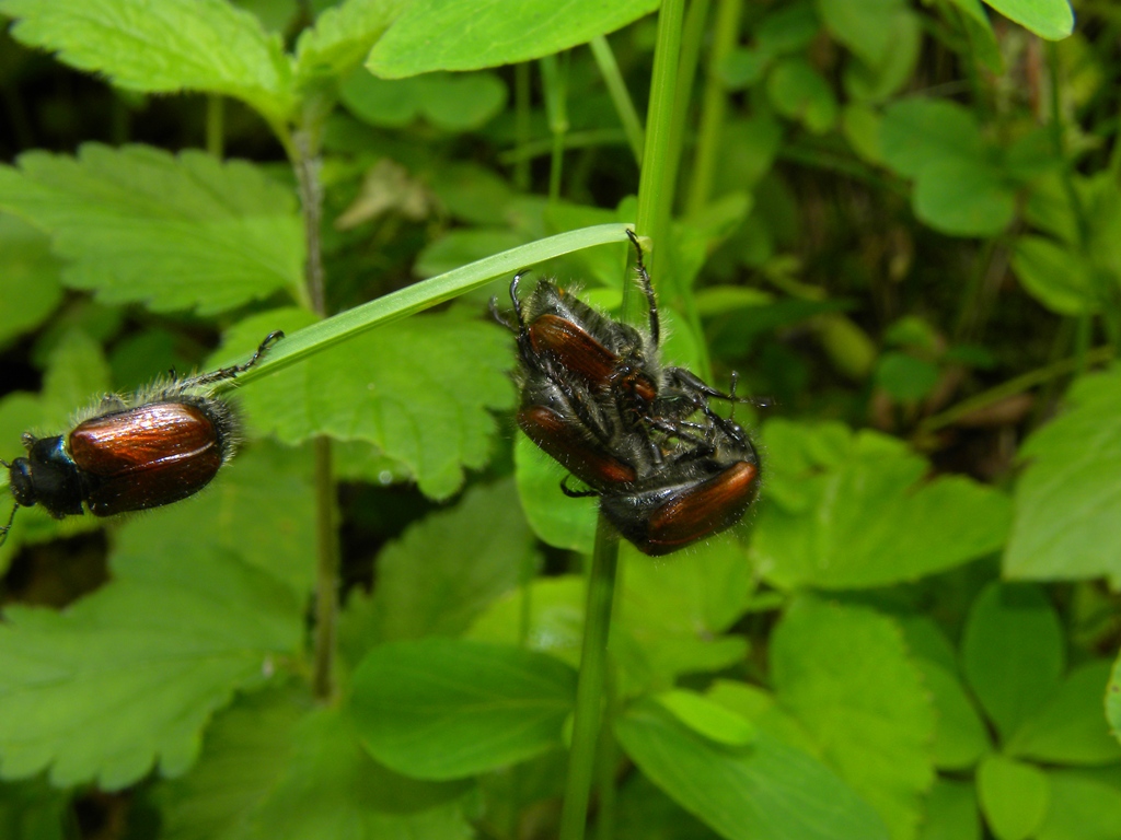 Un''ammucchiata di Phyllopertha horticola (Rutelidae)