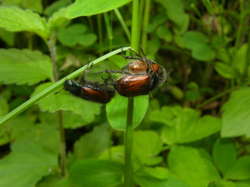 Un''ammucchiata di Phyllopertha horticola (Rutelidae)