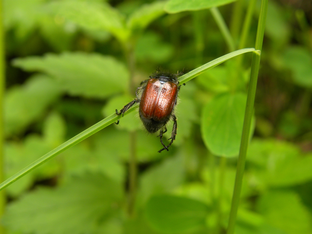 Un''ammucchiata di Phyllopertha horticola (Rutelidae)