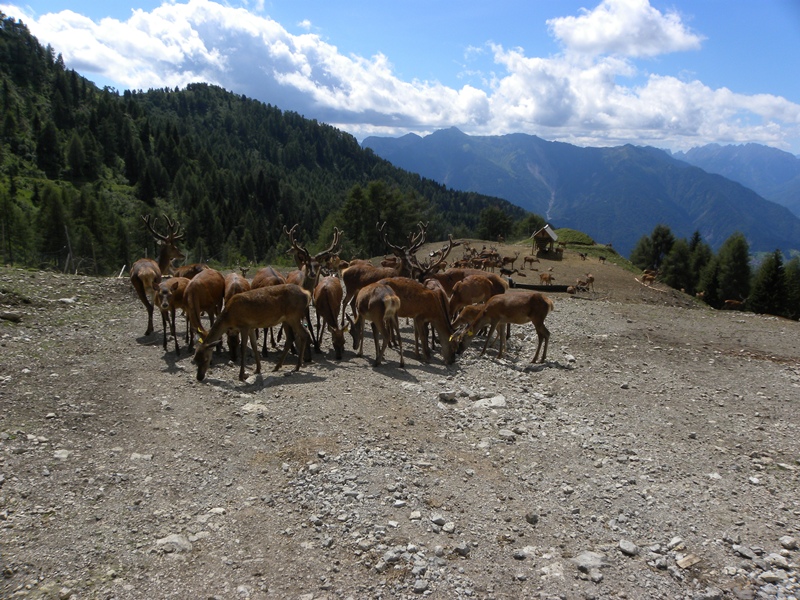 PASSIONE PER IL CERVO