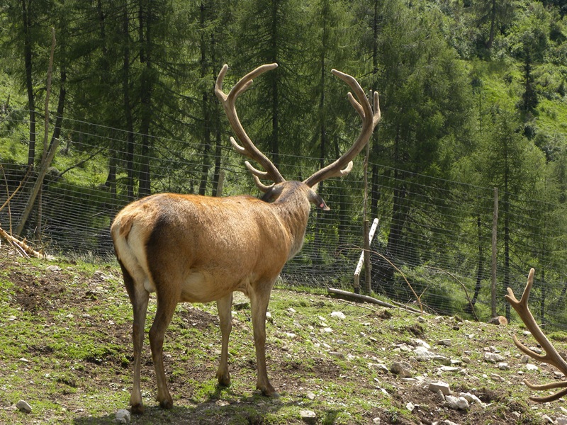 PASSIONE PER IL CERVO