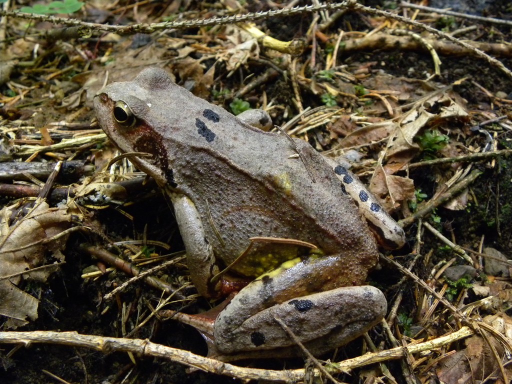 Rana temporaria.