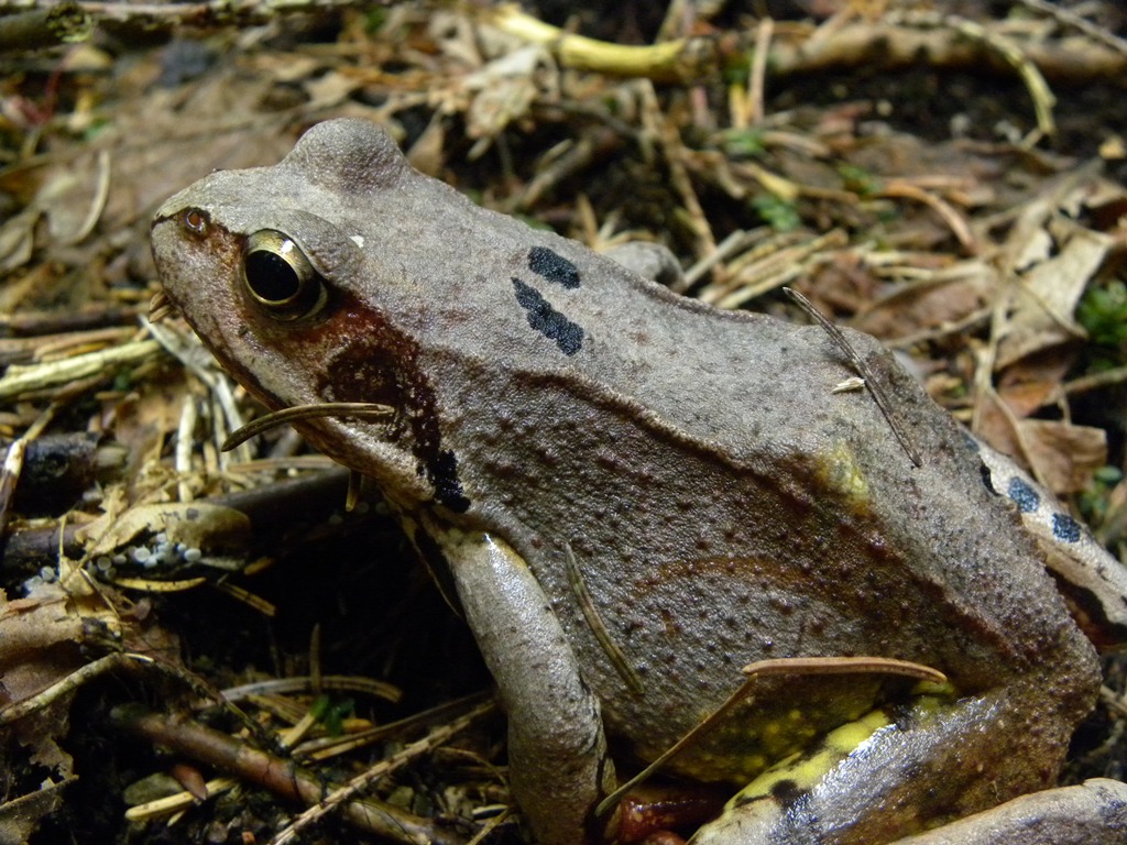 Rana temporaria.