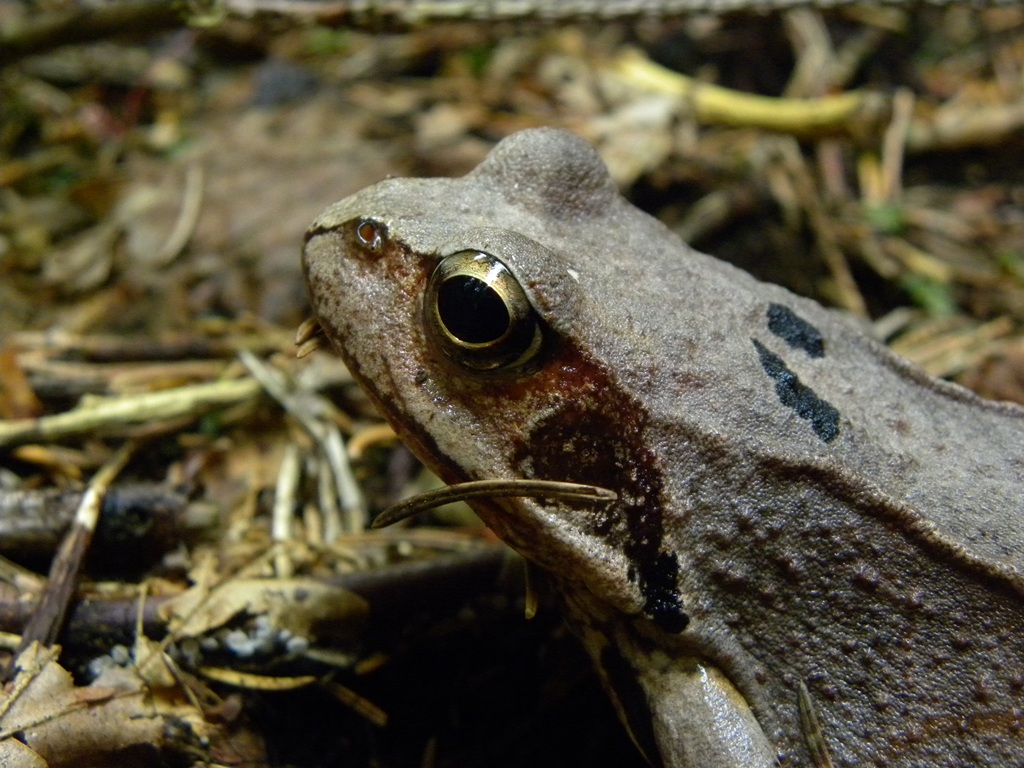 Rana temporaria.