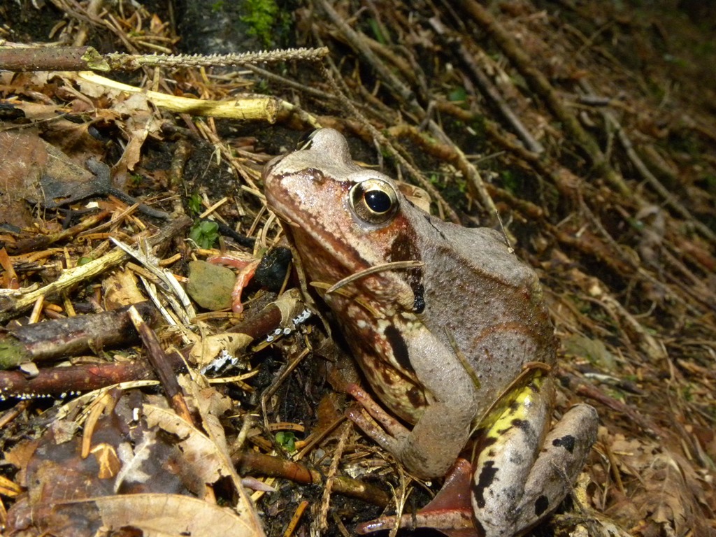 Rana temporaria.