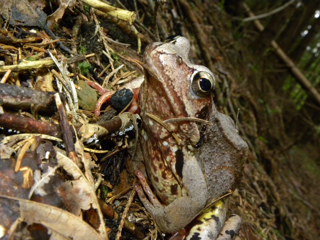 Rana temporaria.