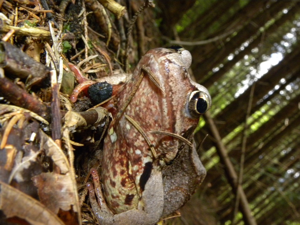 Rana temporaria.