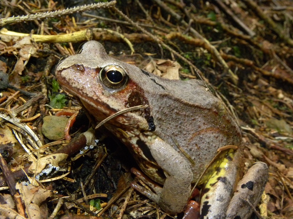 Rana temporaria.