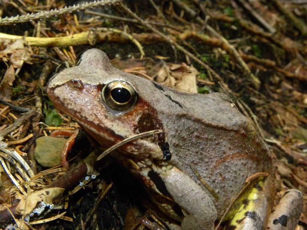 Rana temporaria.