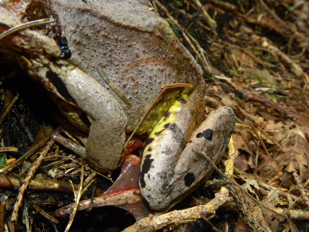 Rana temporaria.