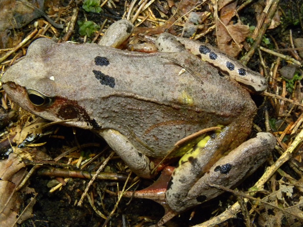 Rana temporaria.