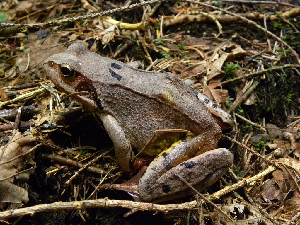 Rana temporaria.