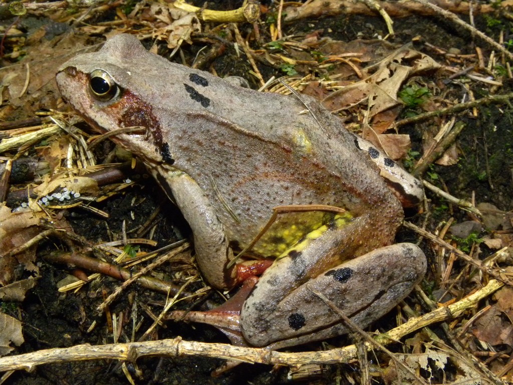 Rana temporaria.