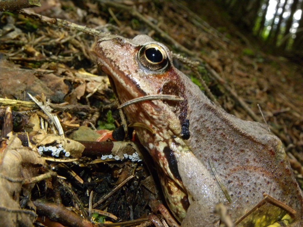 Rana temporaria.