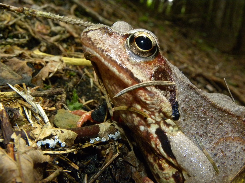 Rana temporaria.