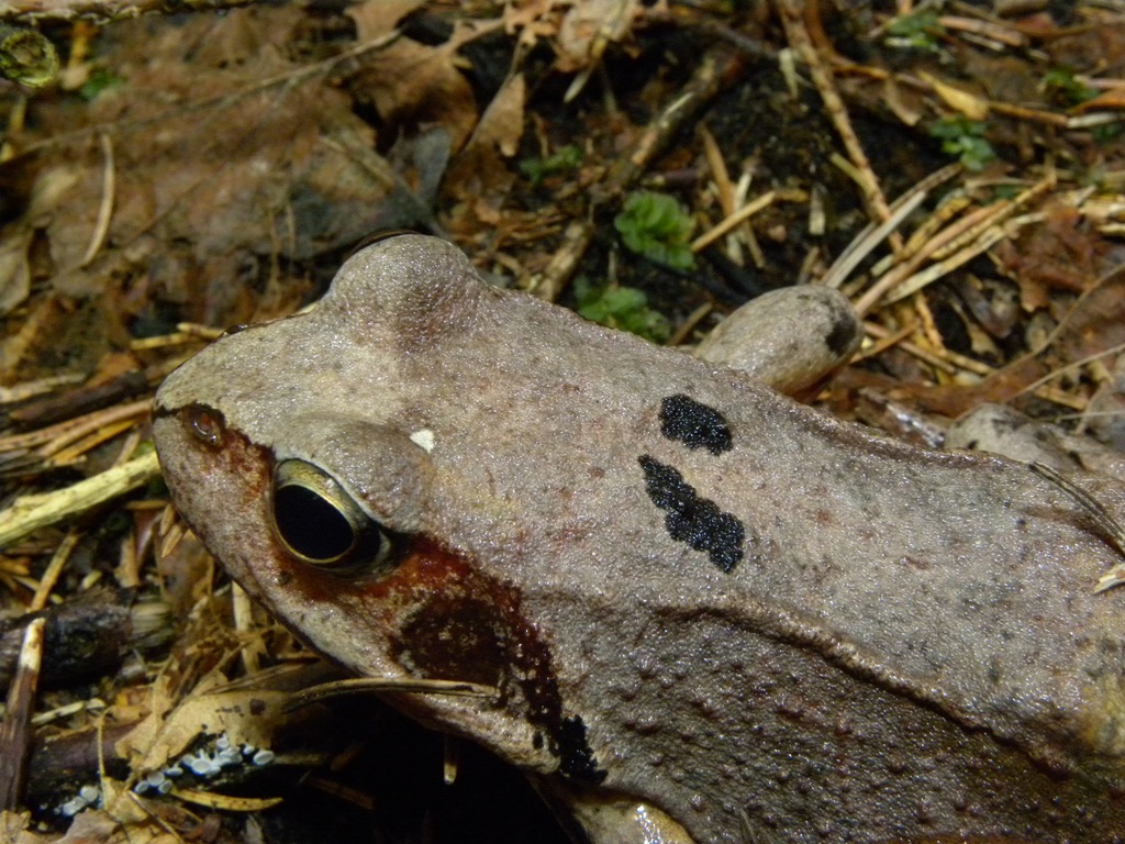 Rana temporaria.