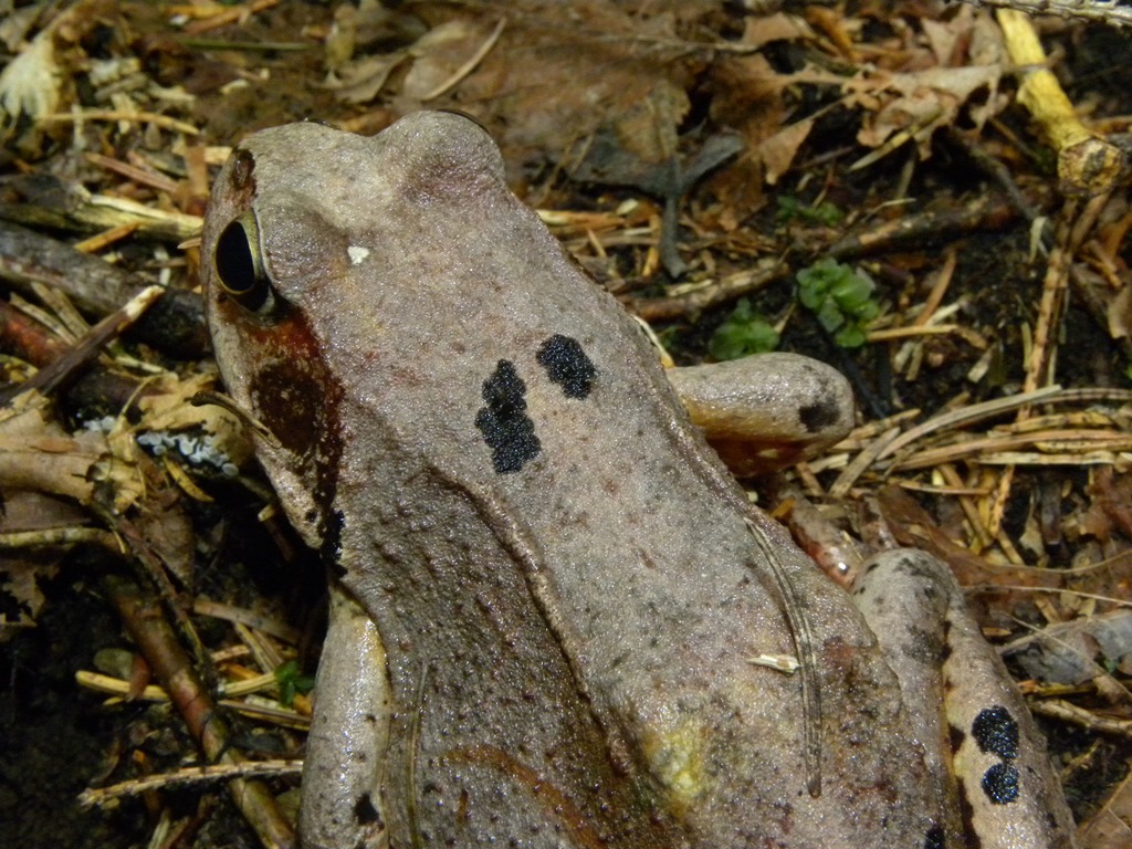 Rana temporaria.
