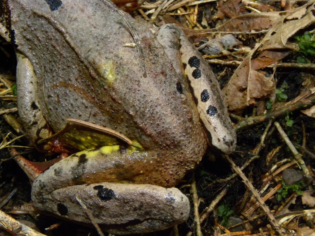 Rana temporaria.