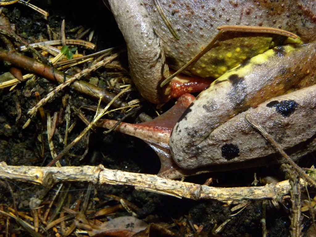 Rana temporaria.