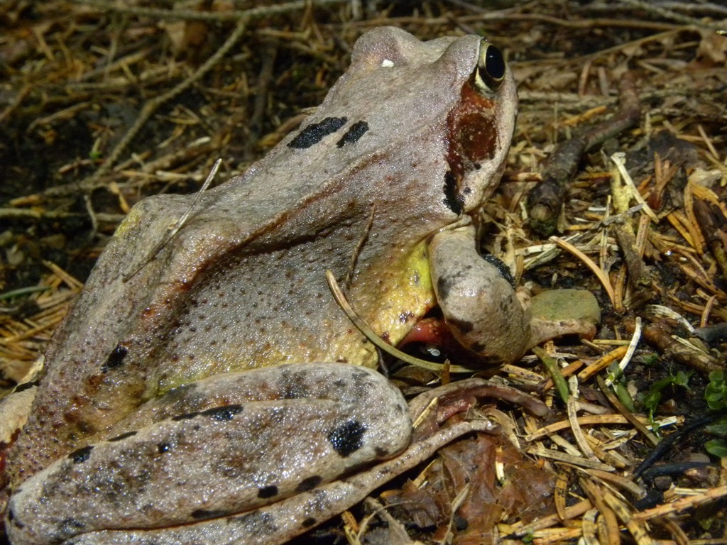 Rana temporaria.
