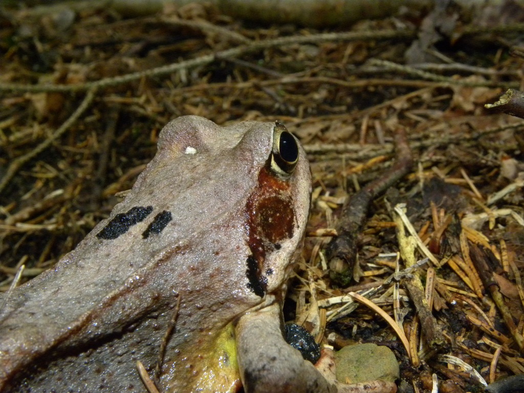 Rana temporaria.