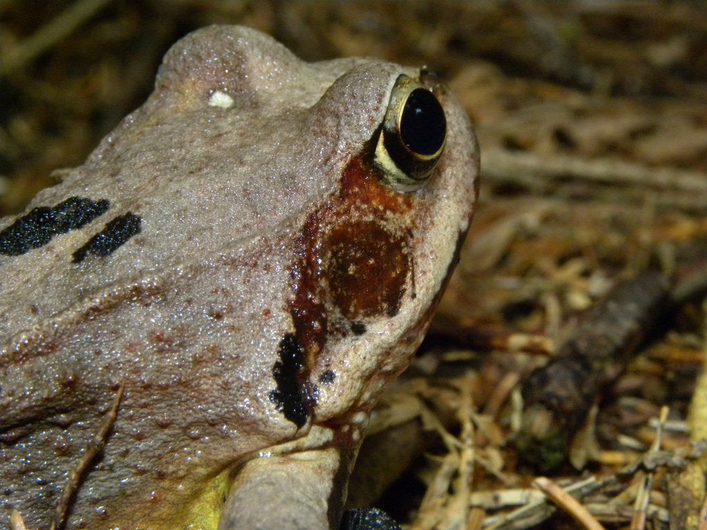 Rana temporaria.