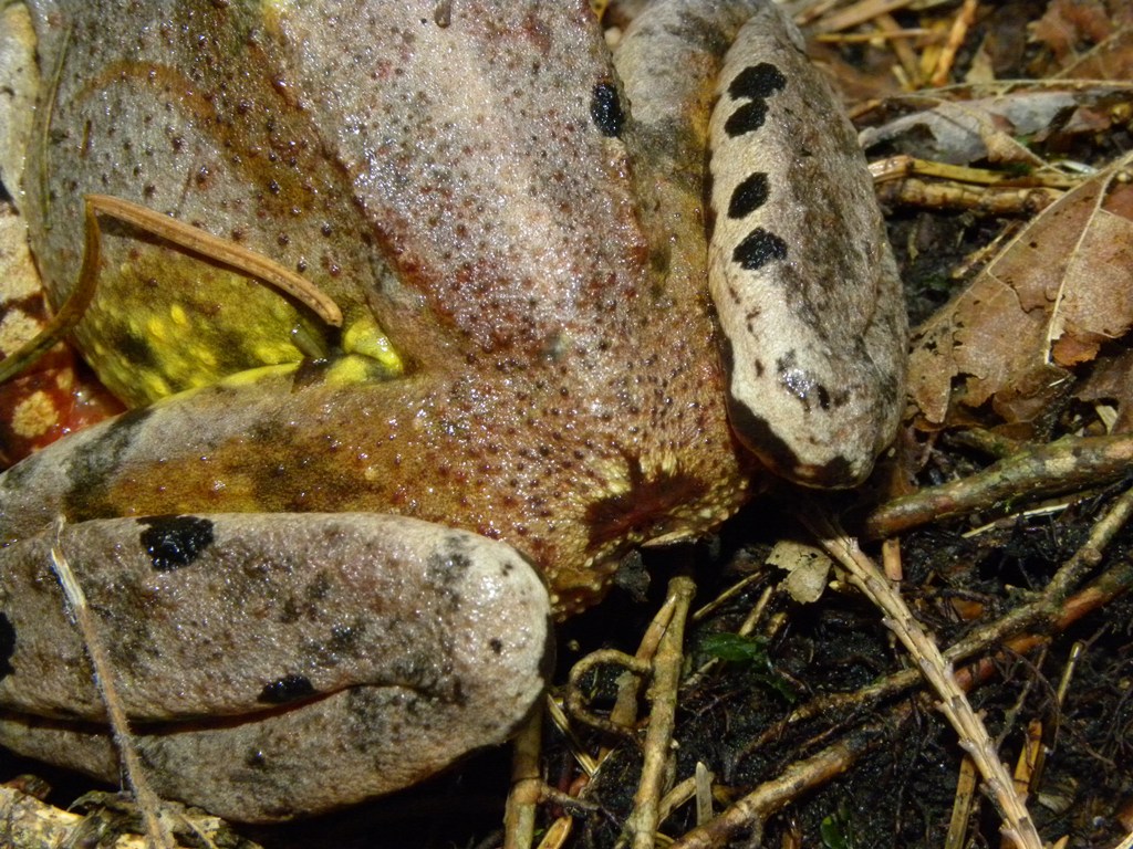 Rana temporaria.